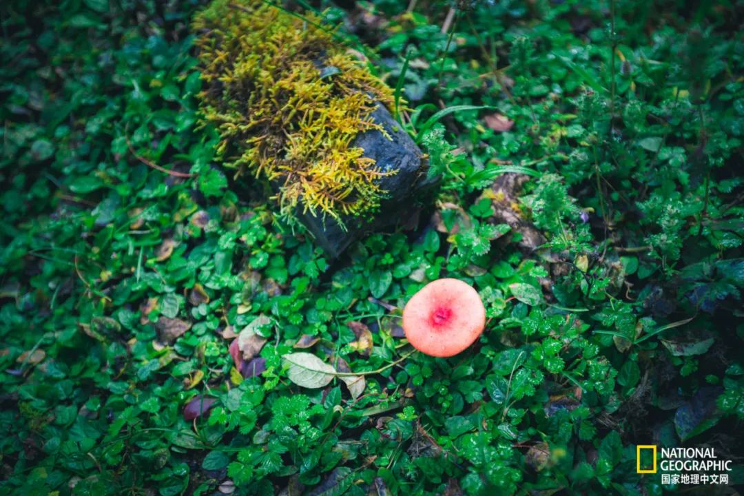 雨崩村自驾转山攻略,雨崩转山朝圣之旅