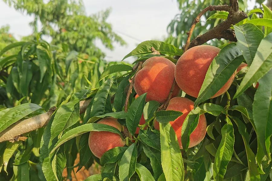拼团|嫩得掐的出水的“蜜桃臀”，白里透红，一咬就爆汁！每一口都是满满少女心