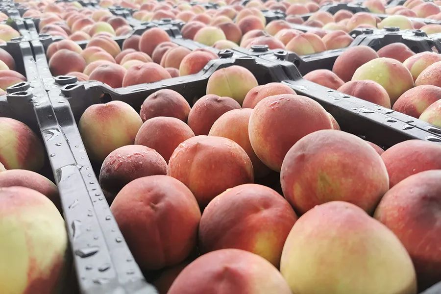 拼团|嫩得掐的出水的“蜜桃臀”，白里透红，一咬就爆汁！每一口都是满满少女心