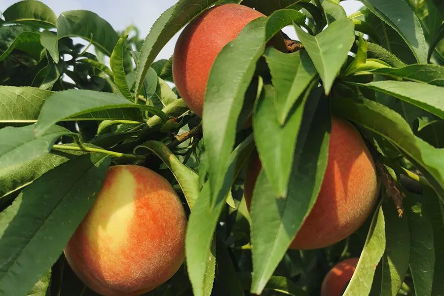 拼团|嫩得掐的出水的“蜜桃臀”，白里透红，一咬就爆汁！每一口都是满满少女心