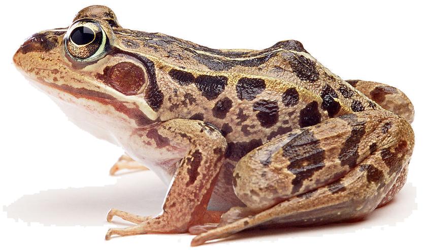 中国合法进口动物,石家庄进口实验动物