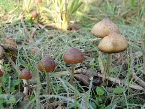 湖南最新蘑菇中毒事件,湖南毒蘑菇事件