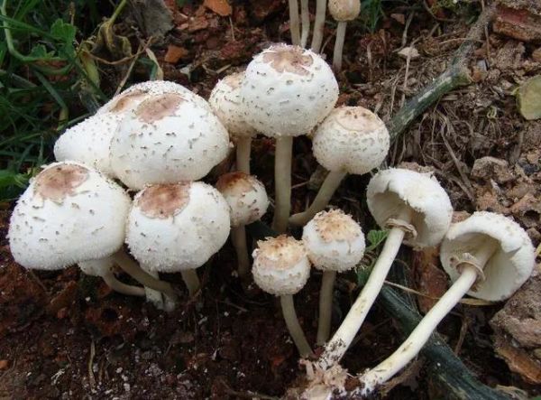 湖南最新蘑菇中毒事件,湖南毒蘑菇事件