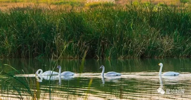 你好我叫长沙原版视频,你好我叫长沙县完整视频