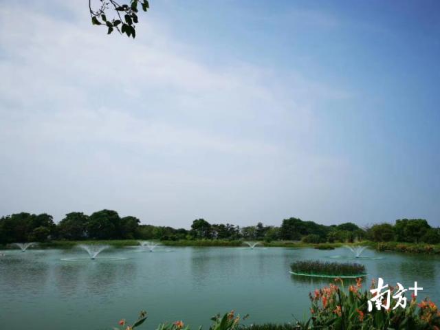 城市三水新机遇｜新乡村发展美丽经济打开湾区第二空间