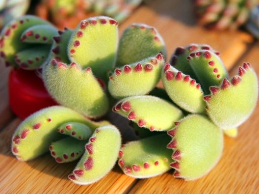 熊童子老桩秃了,熊童子秃了