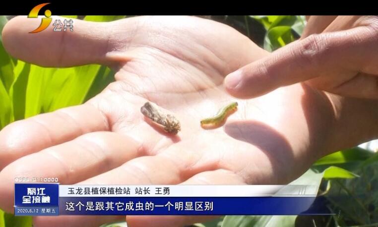 农村玉米被虫子害,玉米地里的虫子蛰到了怎么办