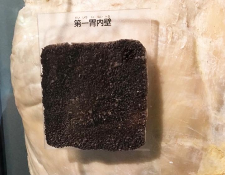 最好吃的牛肚是哪个,牛肚和牛肚哪个更好吃