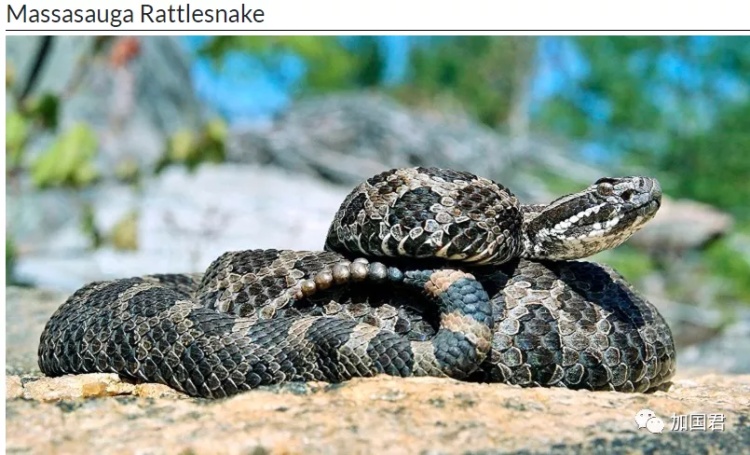 全球最毒的十大毒动物,加拿大最可怕的蛇