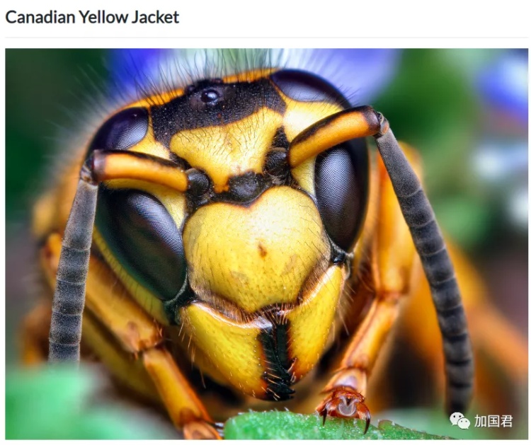 全球十大危险有毒动物,加拿大毒虫名单