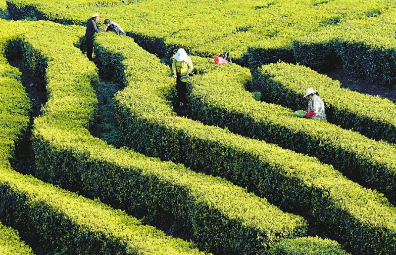 在上海建立首个省外营销推广中心川茶落“沪”如何分羹长三角