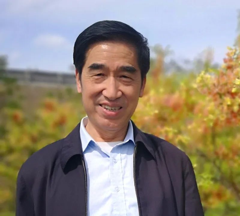 引凤梧桐是什么品种,引凤凰的梧桐树图片