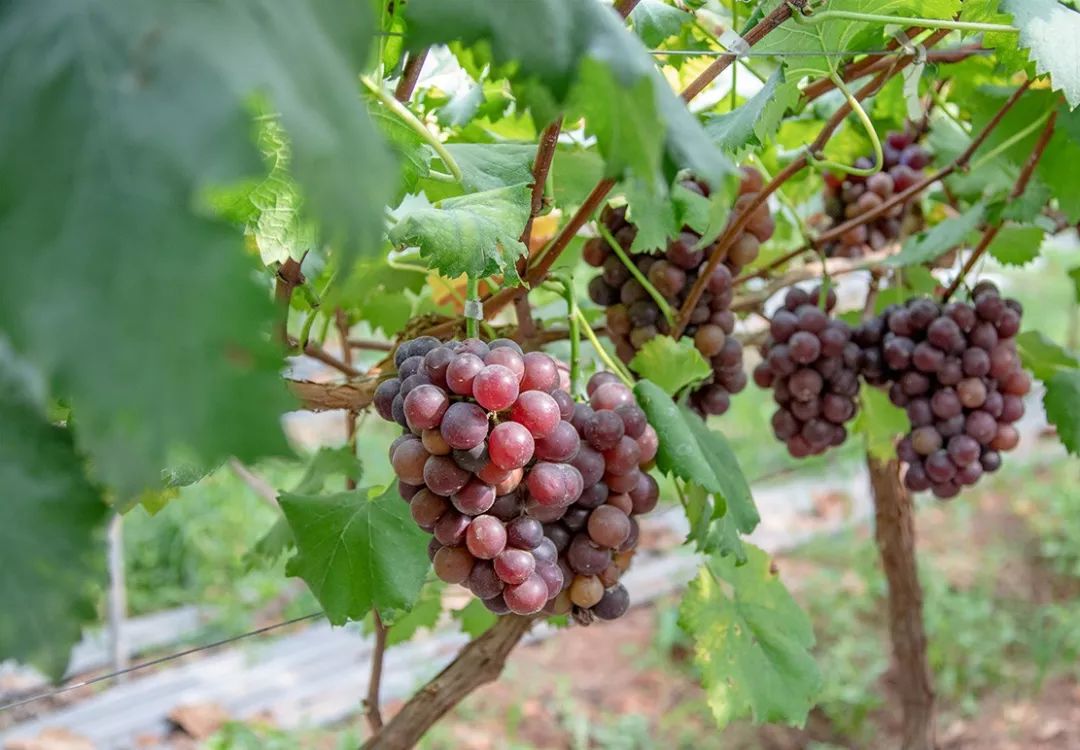 多彩新区|贵平，在那桃花盛开的地方！