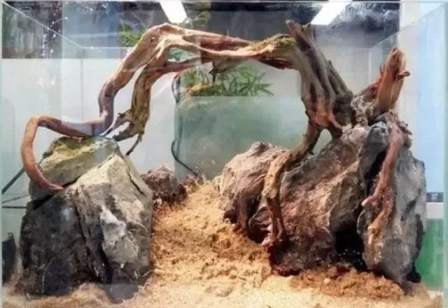 杜鹃根自然风格造景,杜鹃根原始森林造景