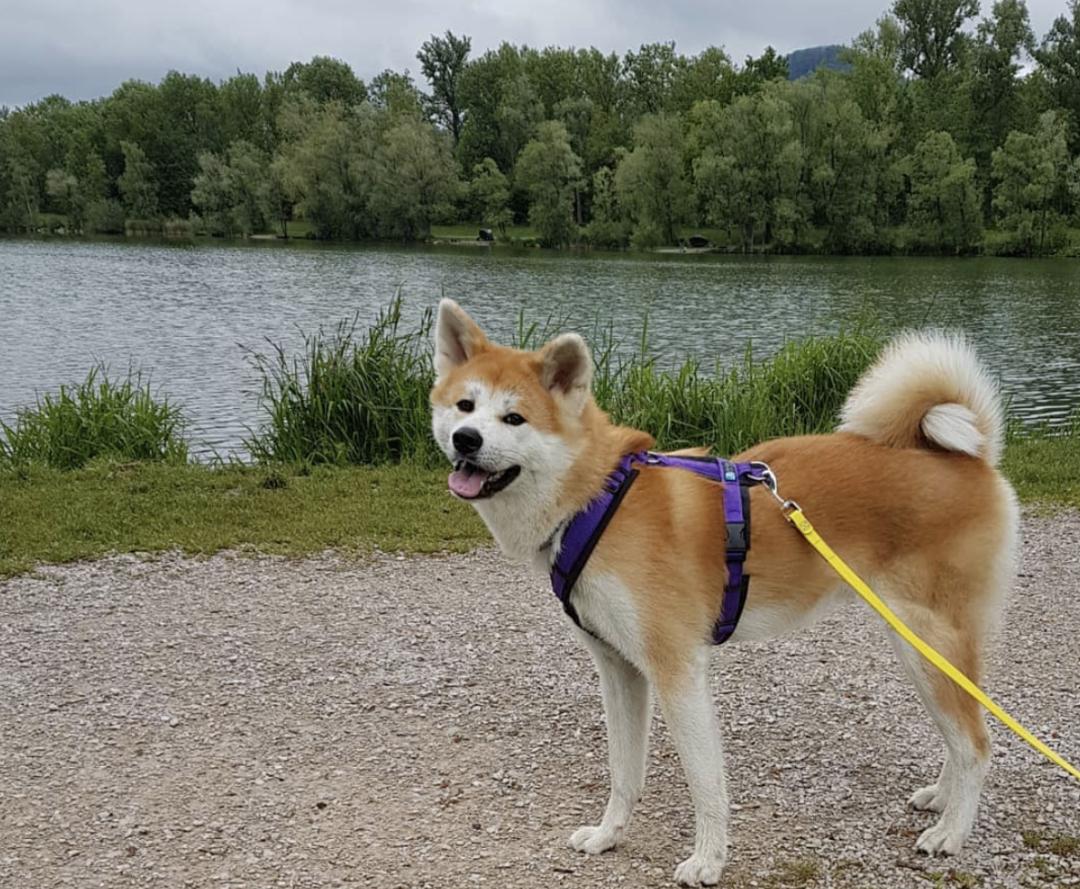 盘点二十种忠爱满世界的萌犬,可爱治愈系萌犬