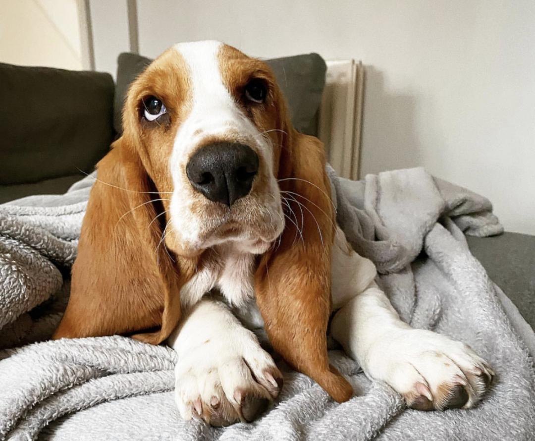 盘点二十种忠爱满世界的萌犬,可爱治愈系萌犬