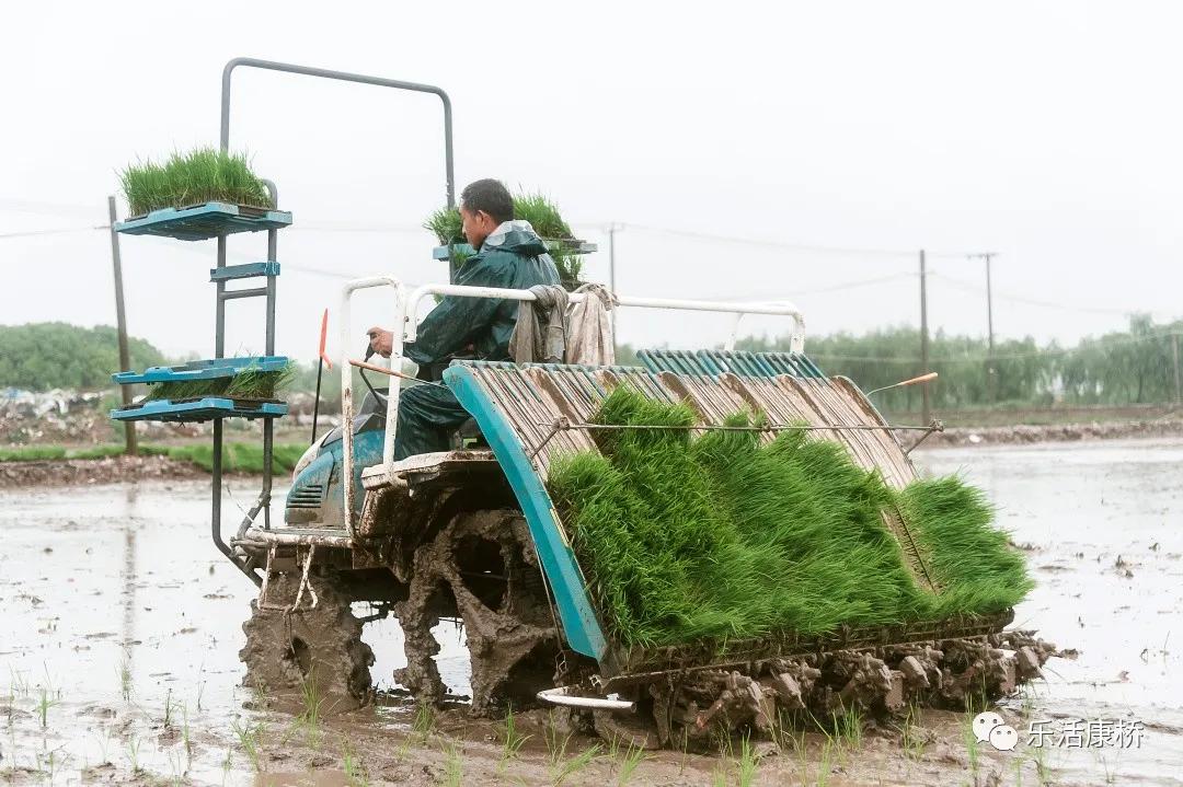 康桥镇学生日记,康桥日记内容