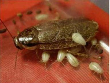 病媒生物预防控制工作灭四害方案,病媒生物防治中的四害