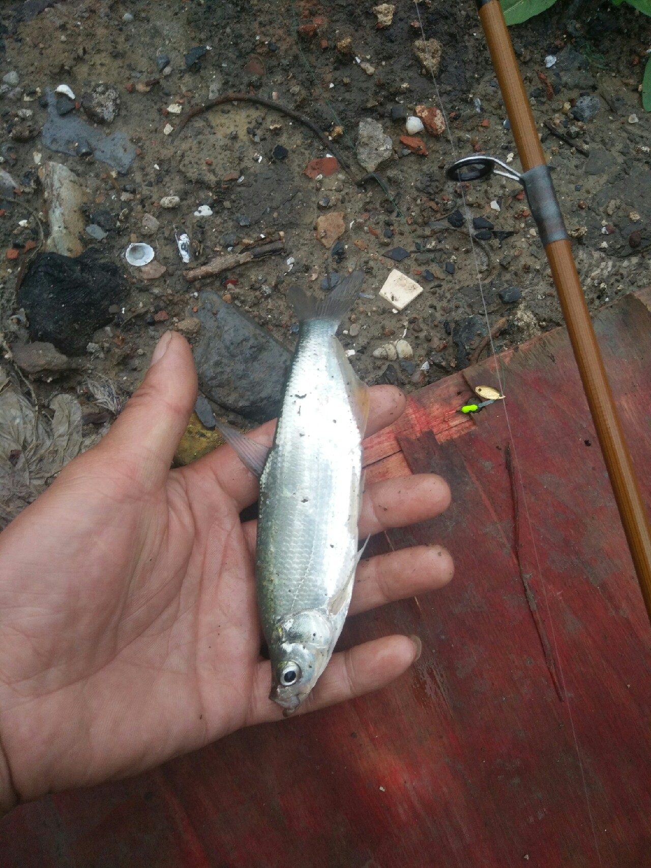 ul白条竿,白条ul竿推荐