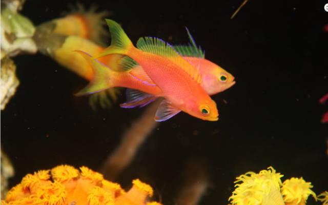 看这里，老司机花式玩转海水鱼