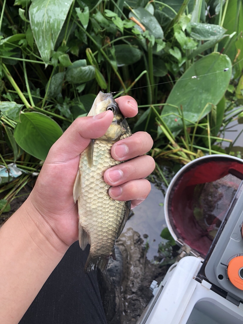 野钓偷瞄隔壁老师傅，没有对比就没有伤害