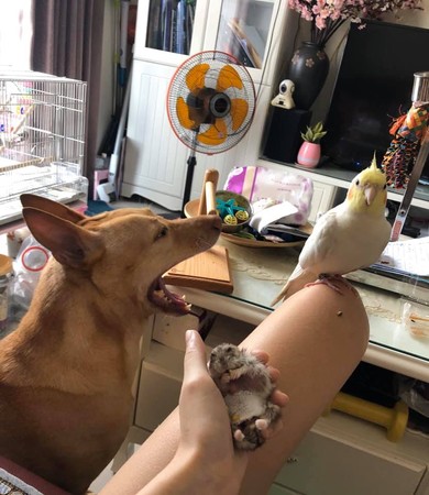 以前最爱吃它醋！　汪亲眼见“鼠宝骨灰”皱眉难过