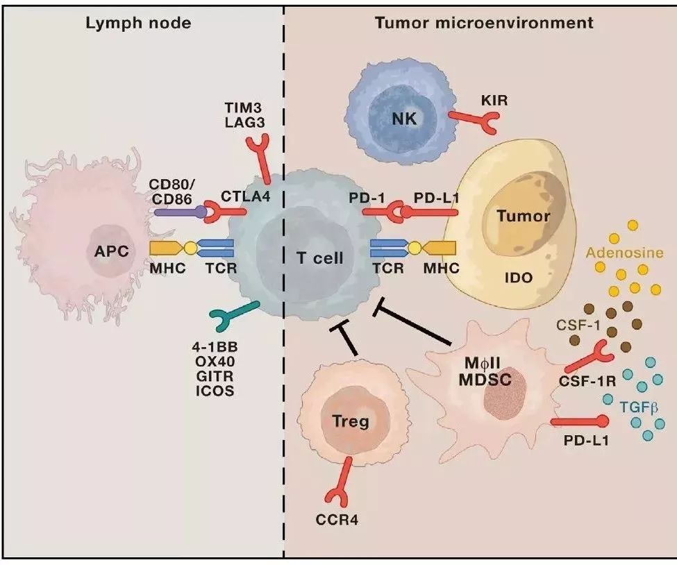 癌症的免疫治疗文献综述论文,综述癌症的免疫细胞疗法