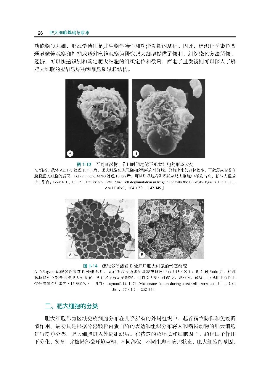 肥大细胞症,肥大细胞产生在哪