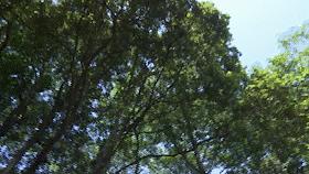 蜂农找蜂蜜销路,养蜂人蜂蜜滞销怎么办