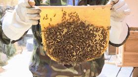 蜂农找蜂蜜销路,养蜂人蜂蜜滞销怎么办