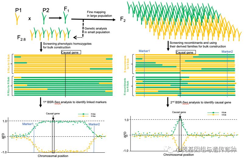 重磅袭来|刘志勇团队与李洪杰团队合作连续克隆两个小麦抗*粉白**病基因
