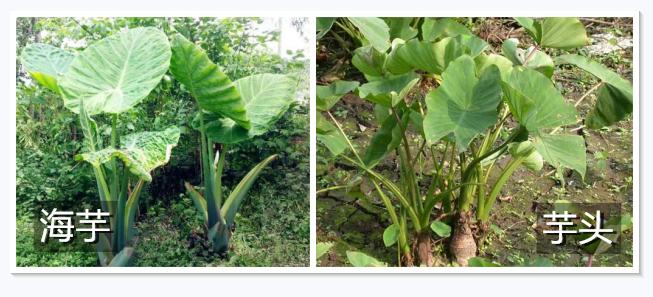 女子下雨咬叶子中毒,登山遇雨咬叶子挡雨中毒
