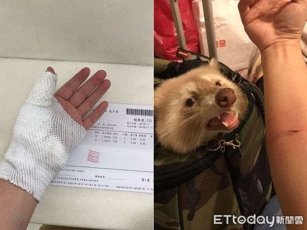 养浣熊的经历,家养浣熊日常怎么养活