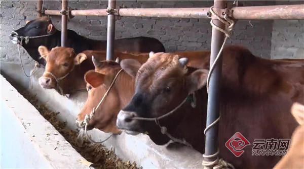 云南野生动物最新政策规定,云南野生动物保护最新情况