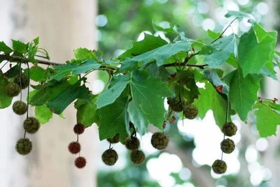 引金凤凰的是什么梧桐树,引凤梧桐最新消息