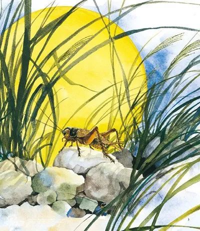 法布尔昆虫记之菜粉蝶的故事,夜话法布尔昆虫记