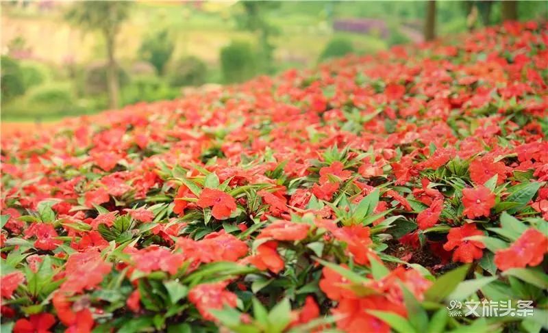 马云打卡衢州网红水亭街,马云弥勒太平湖森林公园