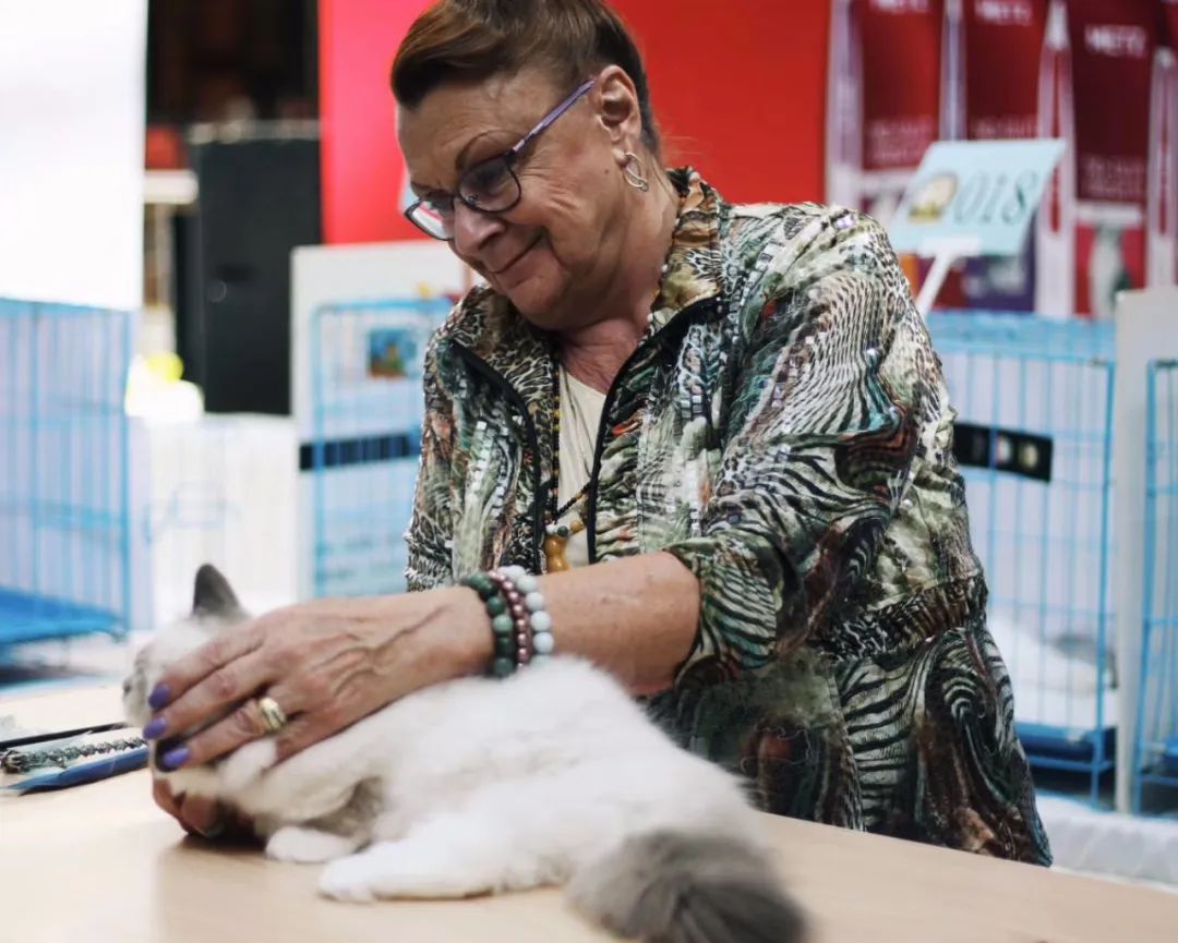 「丽江宠圈」身价4万！曾获各种大奖，丽江这些猫咪不简单