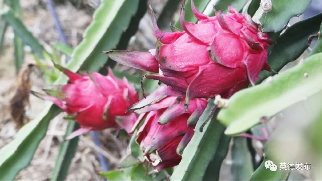 冲冲冲!英德这里的火火火火火龙果开摘啦!