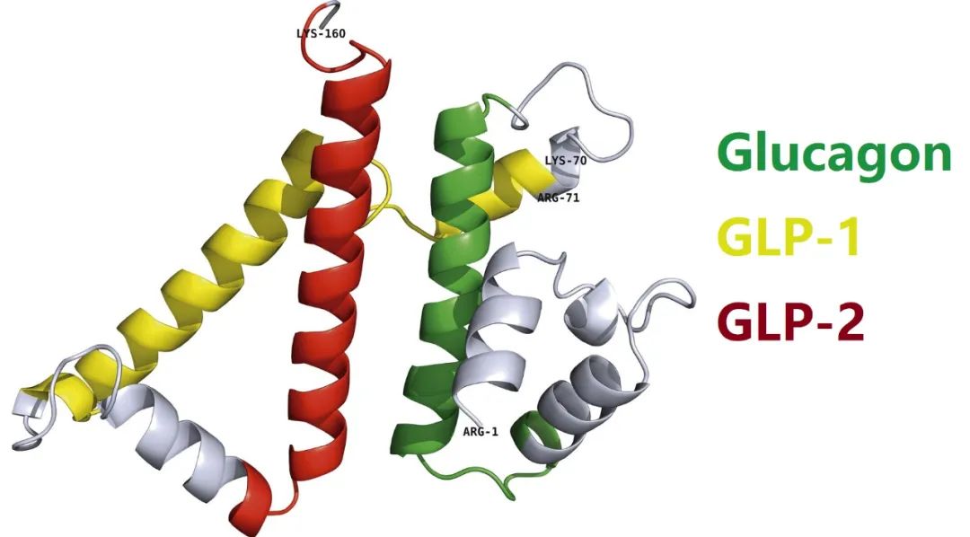 糖尿病发病机理及调节血糖的物质,糖尿病临床表现及生理学机制