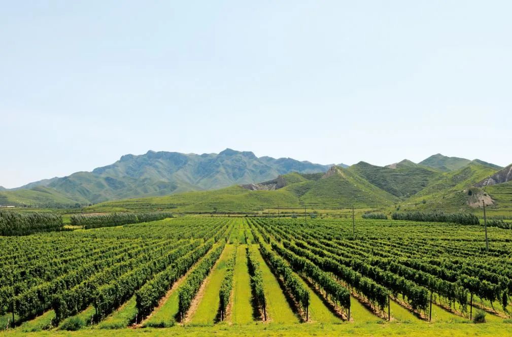 厉害！怀来产区在第14届G100大赛，斩获12枚奖牌！