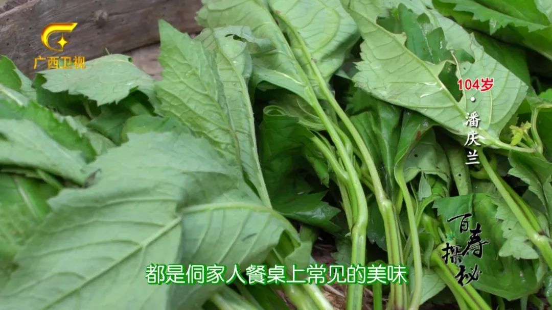 牛胃里的草叫什么,牛胃里的牛草黄