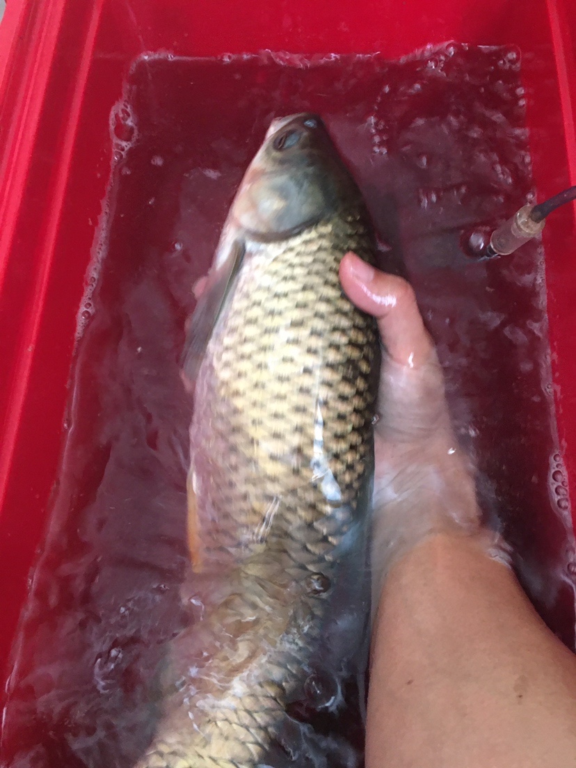 水迳水库孤独的守夜人，一非一草终还梦