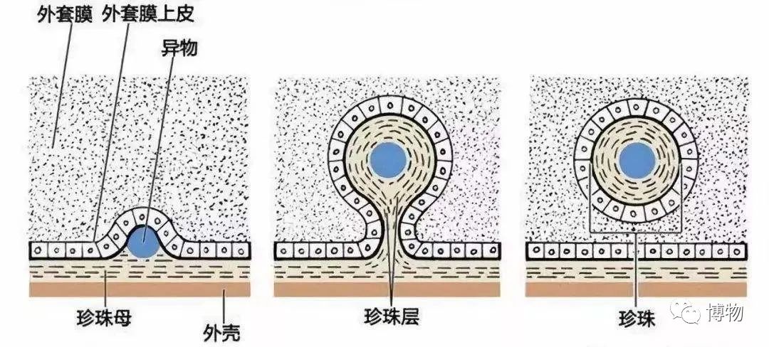 砗磲能用红绳穿吗,砗磲能用白色素绳穿吗
