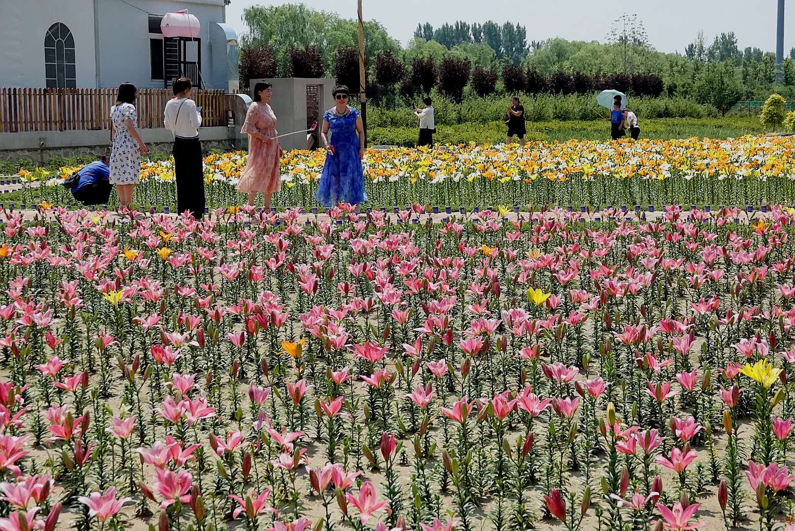 百花绽放风景秀丽,花田小镇风景区