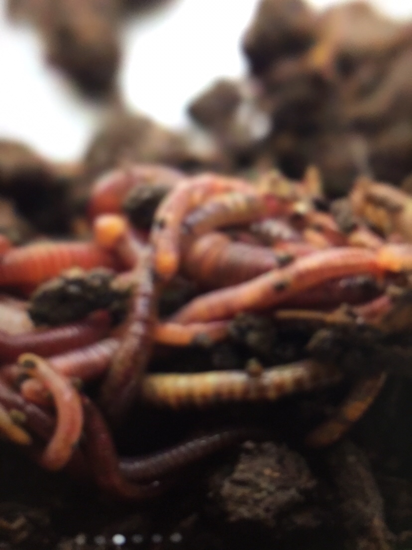 万能鱼饵蚯蚓怎么用最好,蚯蚓万能饵