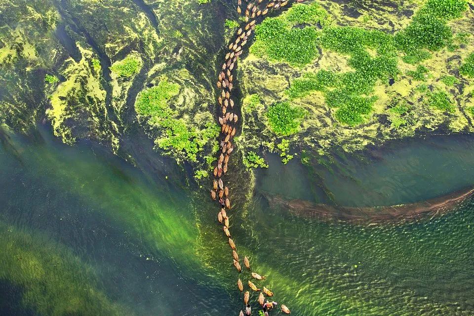 全世界最绿的50张照片