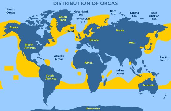 虎鲸饿起来为何连亲戚都吃,虎鲸投喂食物