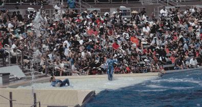 虎鲸炫耀食物,虎鲸饿到亲戚都吃什么