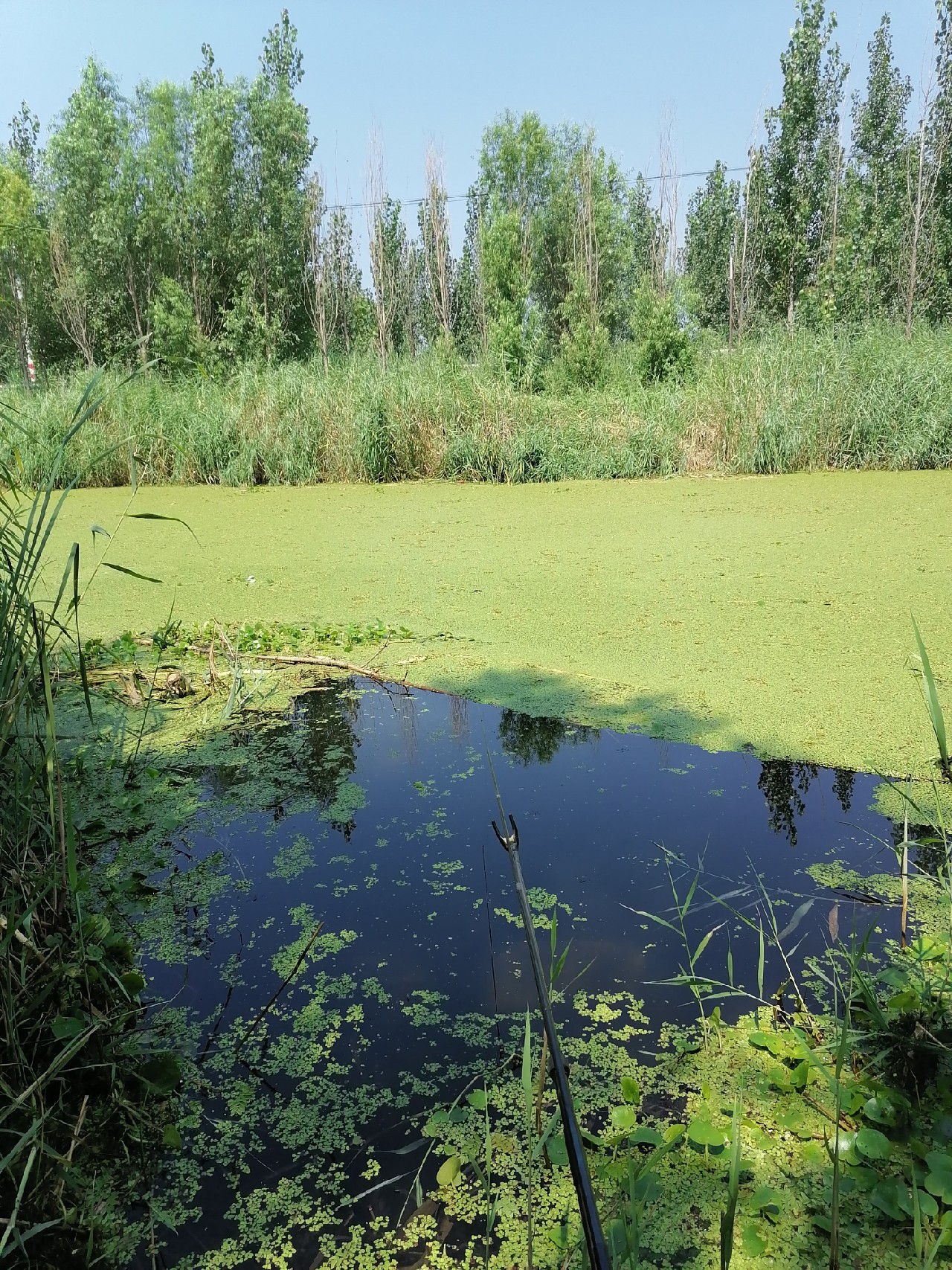 河边野钓小鲫鱼,野钓小河沟钓鲫鱼突然停口